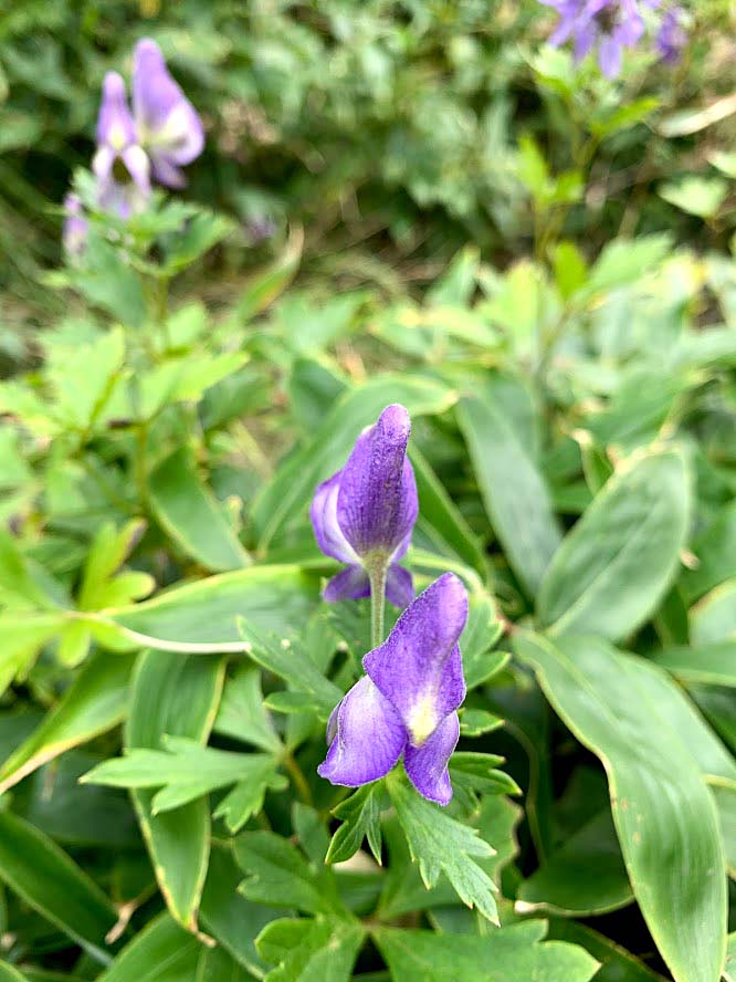 ブログ 花の名前